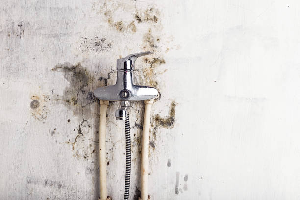 Best Black Mold Removal  in Richmond Heights, FL