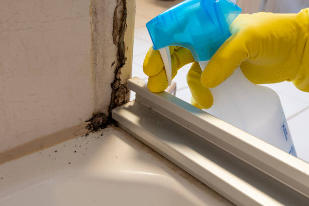 Best Mold Damage Repair  in Richmond Heights, FL