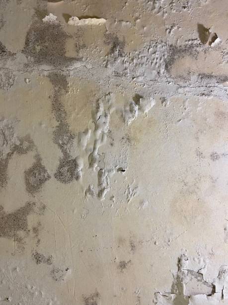 Best Professional Mold Removal  in Richmond Heights, FL