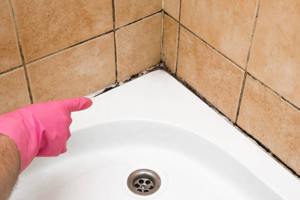 Best Emergency Mold Removal  in Richmond Heights, FL