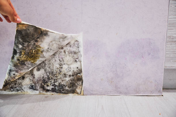 Mold Removal and Inspection in Richmond Heights, FL